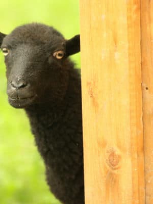 Agenda : Le programme FestiPlanète en un clin d’oeil